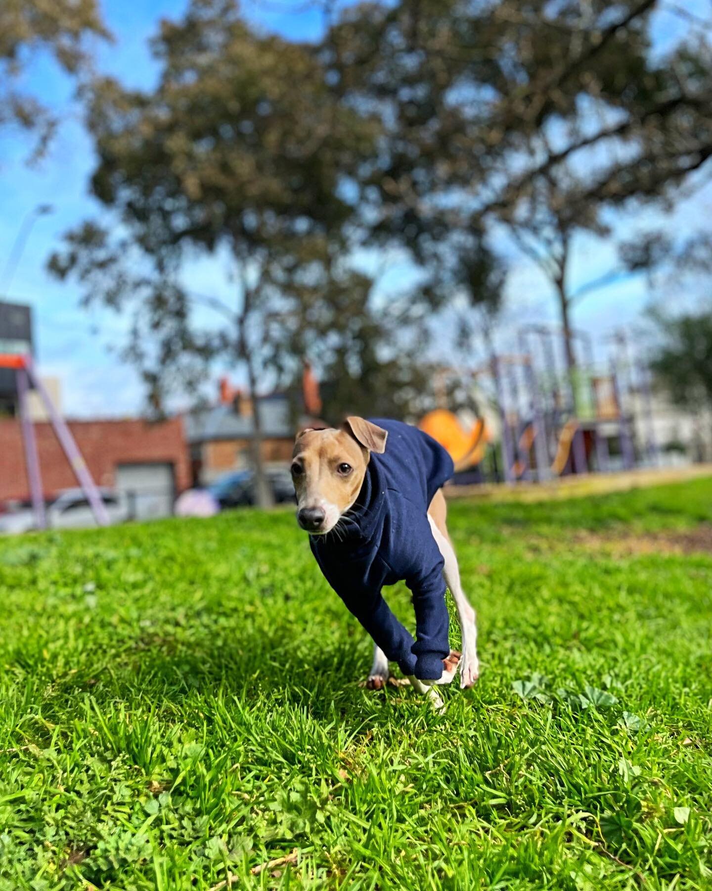 You better have burst mode on because I ain&rsquo;t staying in the frame for long. 
.
.
.
.
#dogs #dogsofinstagram #dogsofmelbourne #italiangreyhound #italiangreyhoundsofinstagram #italiangreyhounds #iggylife #dogphotography #dogphoto #dogwalkersofme