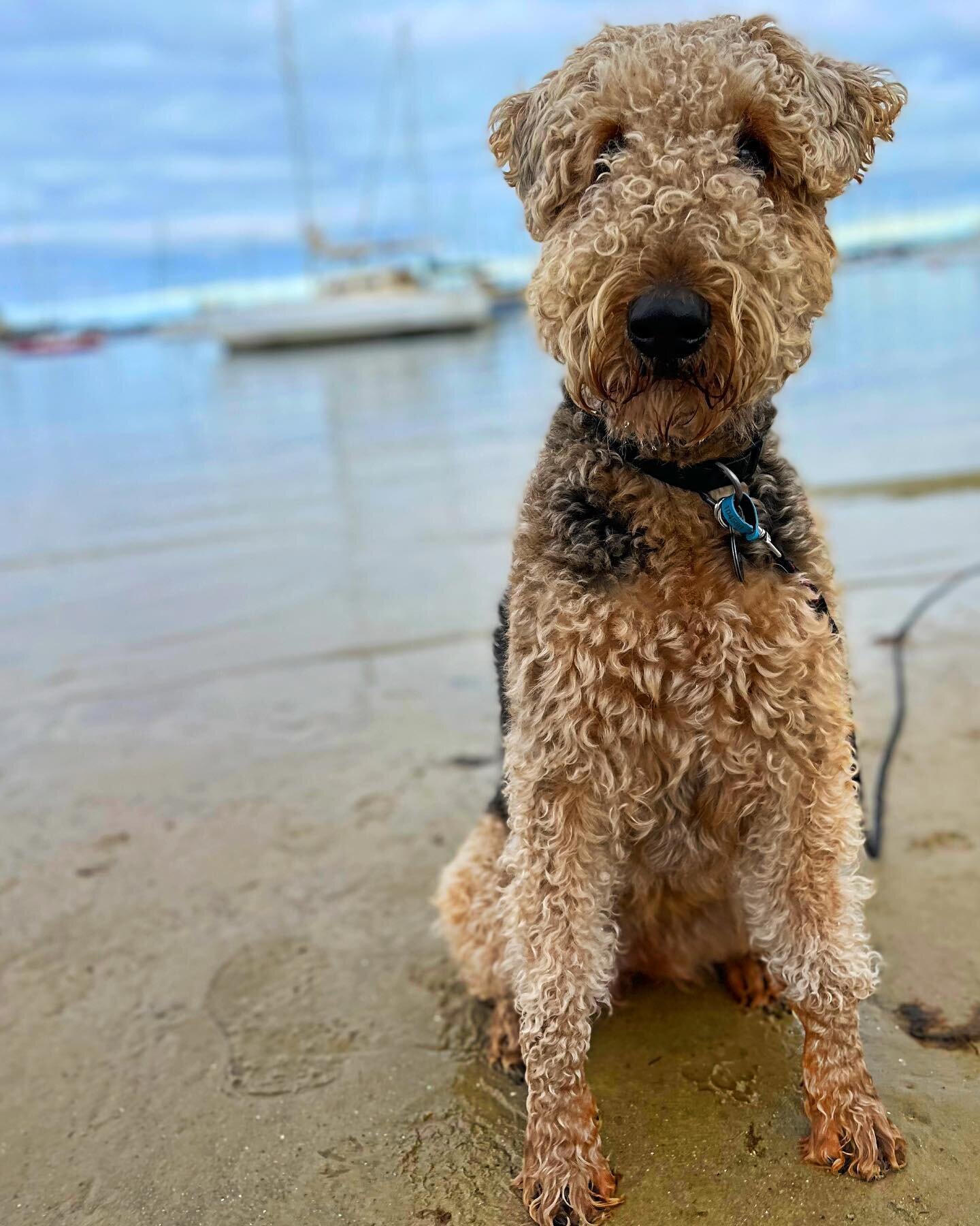 Wet paws are very in. 
.
.
.
.
#dogs #dogsofinstagram #dogsofmelbourne #airedale #airedaleterrier #airedalecommunity #airedalesofinstagram #airedalelove #dogphotography #dogphoto #dogwalkersofmelbourne #dogwalker #dogwalking #middlepark