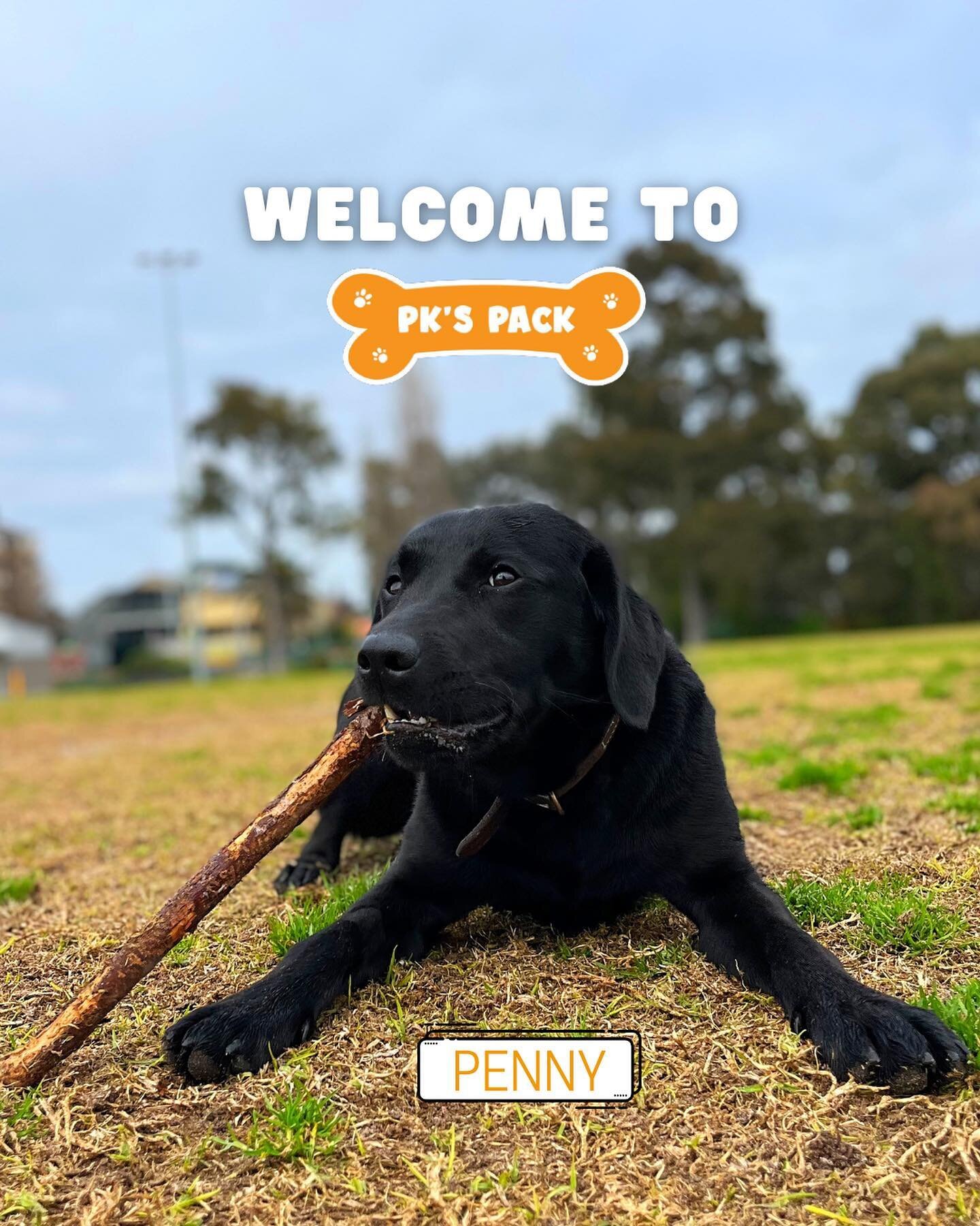 Welcome Penny!
.
.
.
.
#dogs #dogsofinstagram #dogsofmelbourne #labrador #labradorretriever #blacklab #labradorpuppy #labradorable #dogphotography #dogphoto #dogwalkersofmelbourne #albertpark