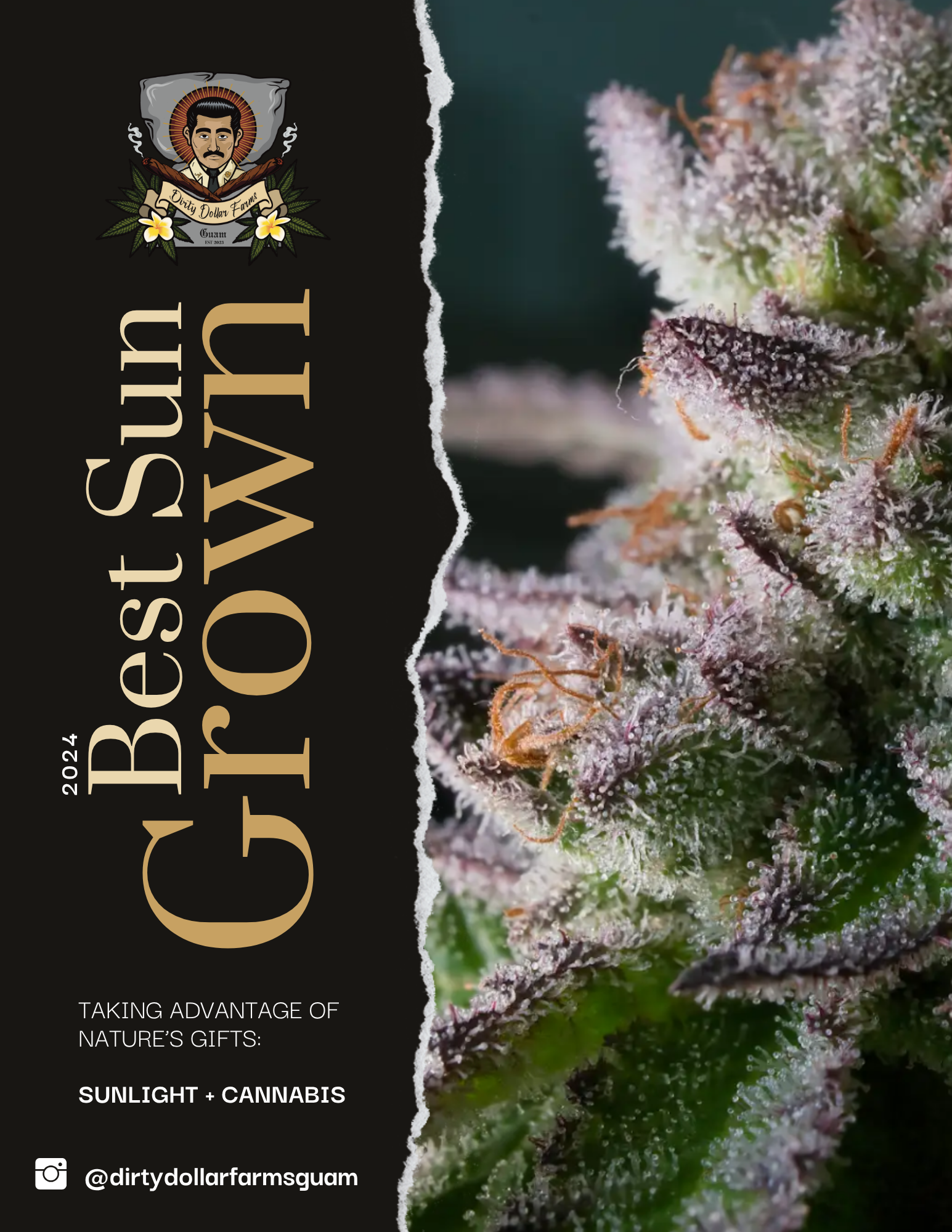 A promotional digital graphic with close-up of a cannabis plant covered in trichomes with a portrait logo of a man with a mustache and a halo, with the text "2024 Best of Guam" and the slogan "Taking Advantage of Nature's Gifts: Sunlight + Cannabis."