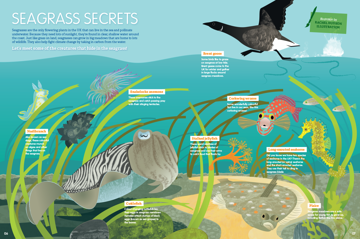 Seagrass Secrets feature for Wildlife Watch magazine_rachelhudsonillustration.png