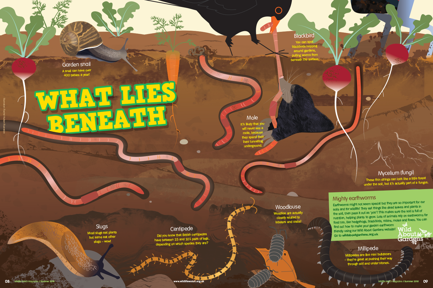 What Lies Beneath feature for Wildlife Watch magazine_rachelhudsonillustration.png