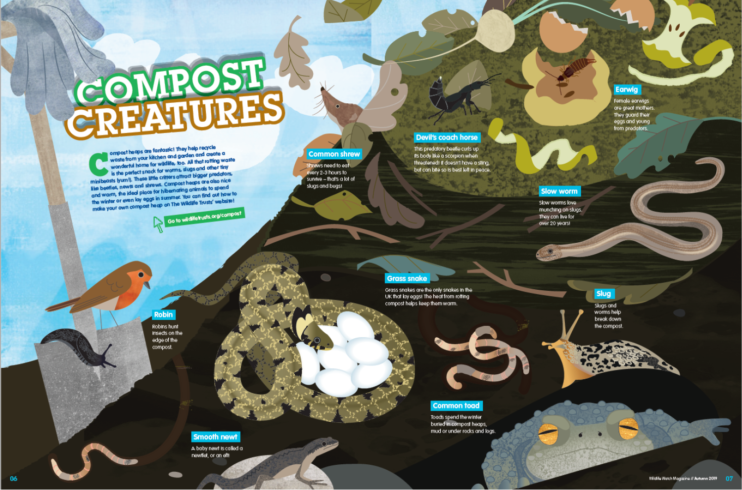Compost Creatures feature for Wildlife Watch magazine_rachelhudsonillustration.png