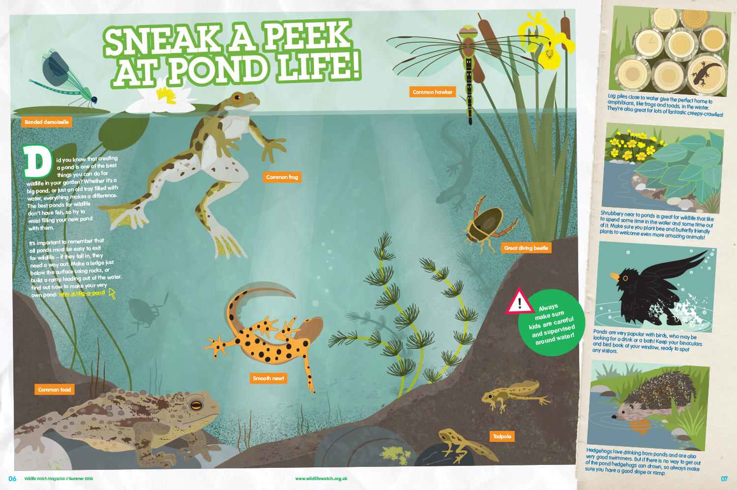 Pond Life feature for Wildlife Watch magazine_rachelhudsonillustration.png