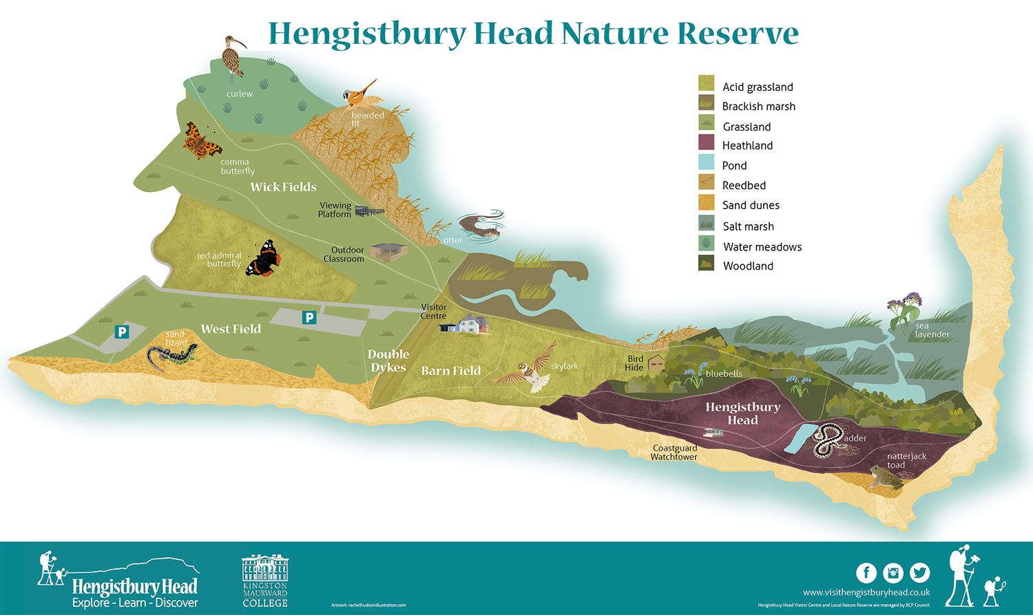 Illustrated map for Hengistbury Head_rachelhudsonillustration.png