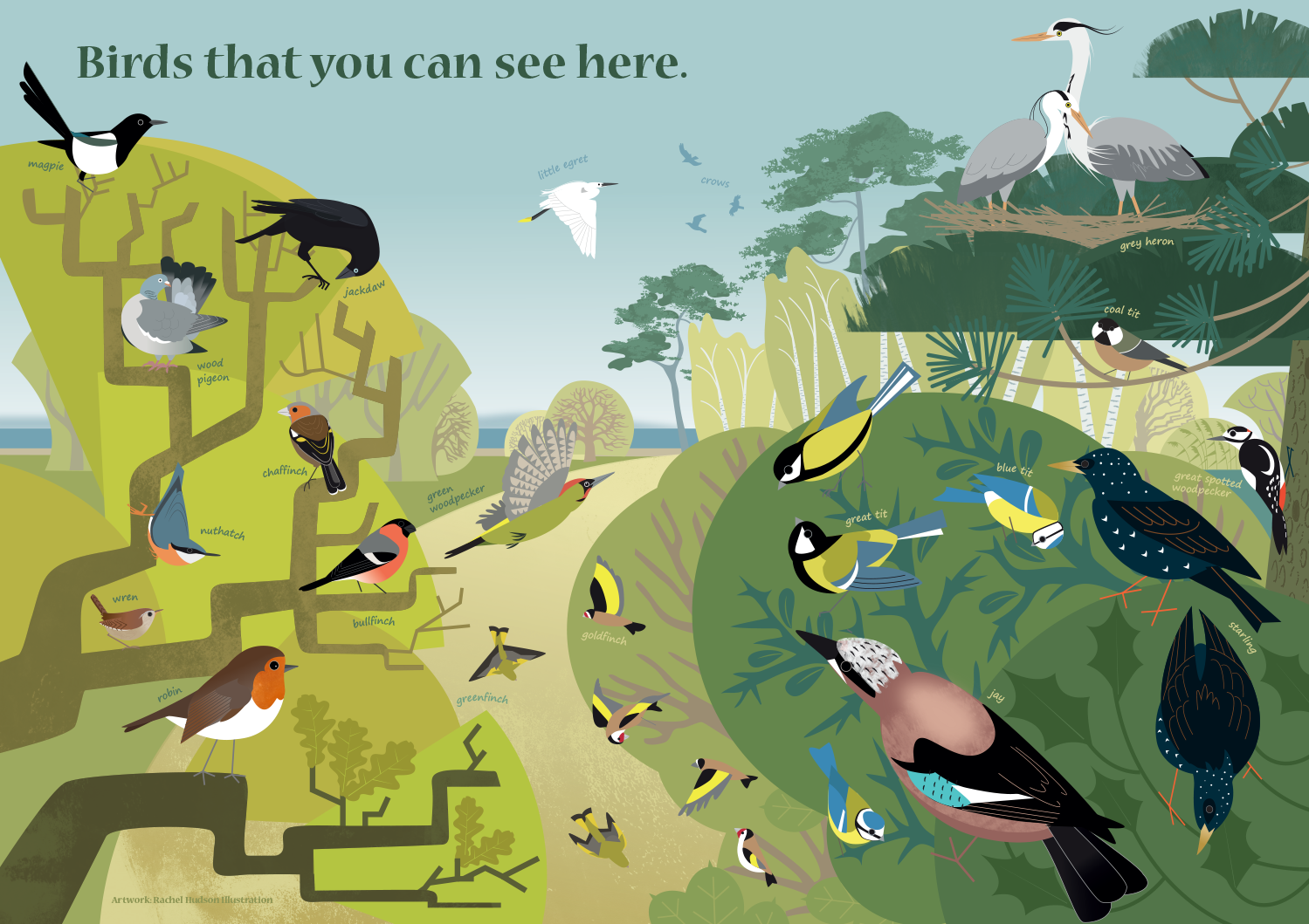 Woodland Birds Information Hengistbury Head_rachelhudsonillustration.png