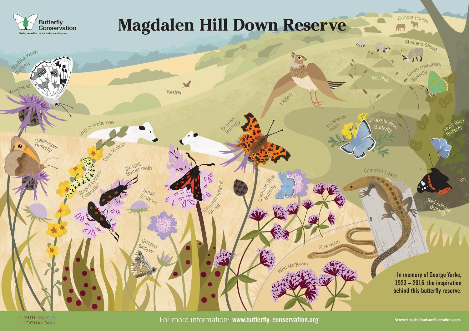Information Board of Magdalen Hill Down for Butterfly Conservation_rachelhudsonillustration.png