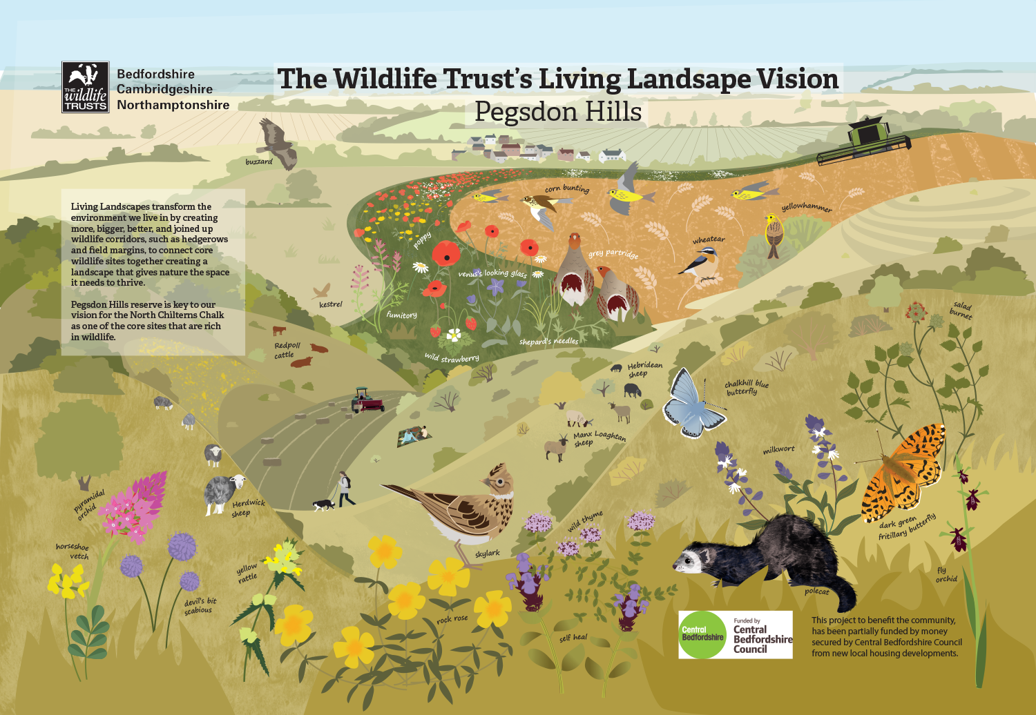 Pegsdon Living Landscape Panel_for The Wildlife Trusts_rachelhudsonillustration.png