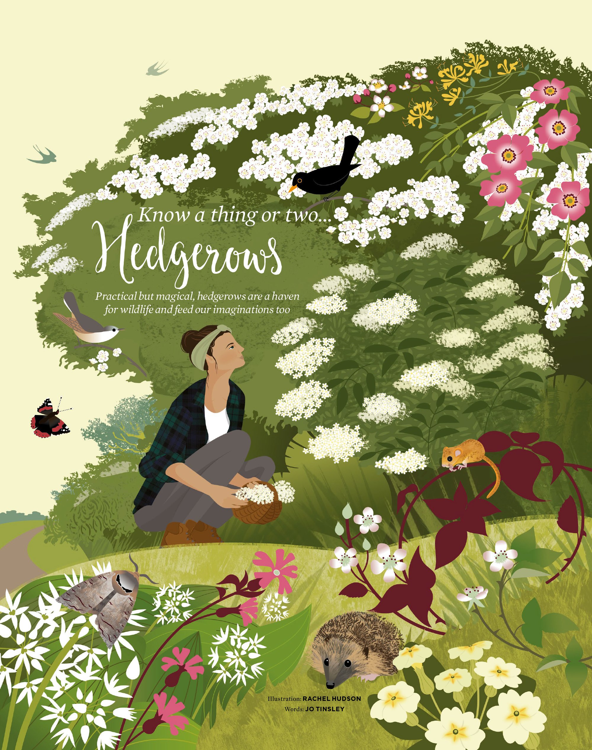 Hedgerows feature illustration by Rachel Hudson for Simple Things magazine.jpg
