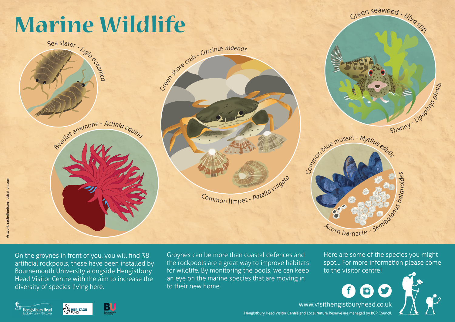 Marine Wildlife Panel for Hengistbury Head_rachelhudsonillustration.png