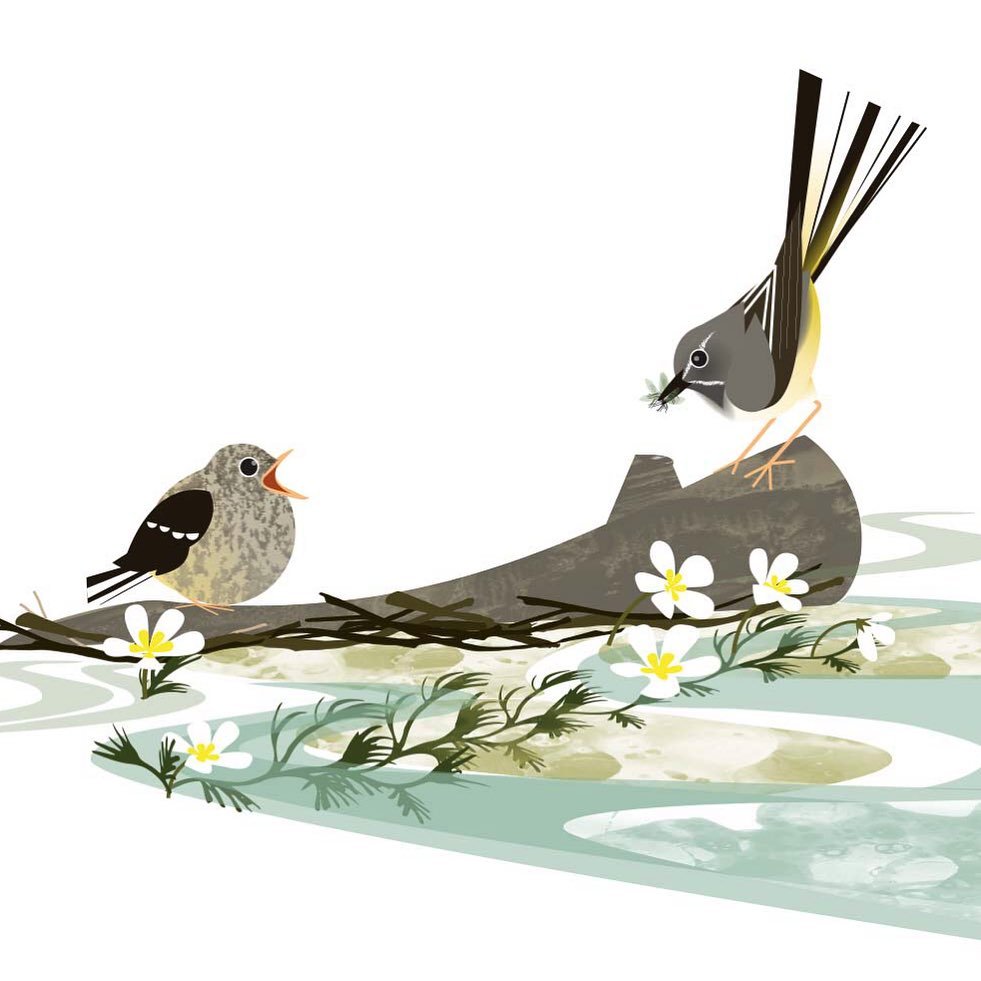 Grey wagtail and fledgling, River Itchen. (A worked up sketch from my field trip last week.) 
.
I&rsquo;ve been rereading Henry Williamson&rsquo;s Tarka the Otter. His brilliantly vital observations include a description of the grey wagtail as it &ls