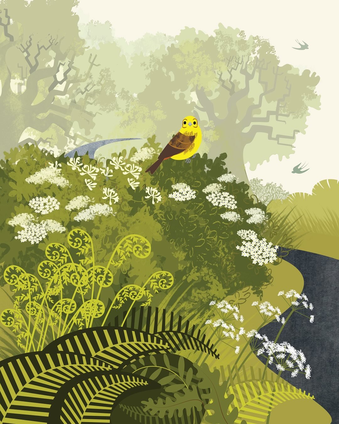 Yellowhammer, summer hedgerow with elderflower and wild honeysuckle.