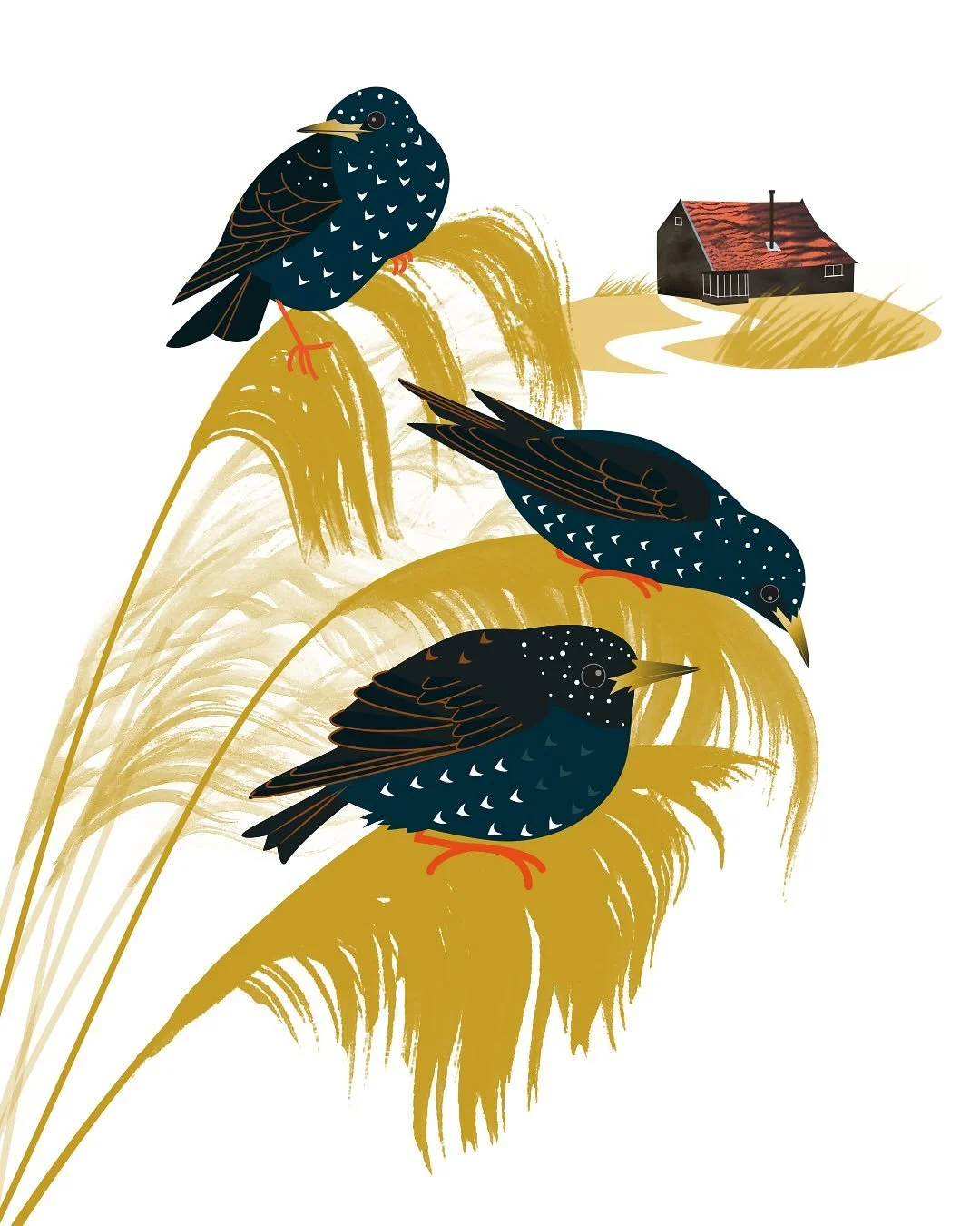 Starlings, Walberswick. A glimpse of Suffolk bird life this time of year.