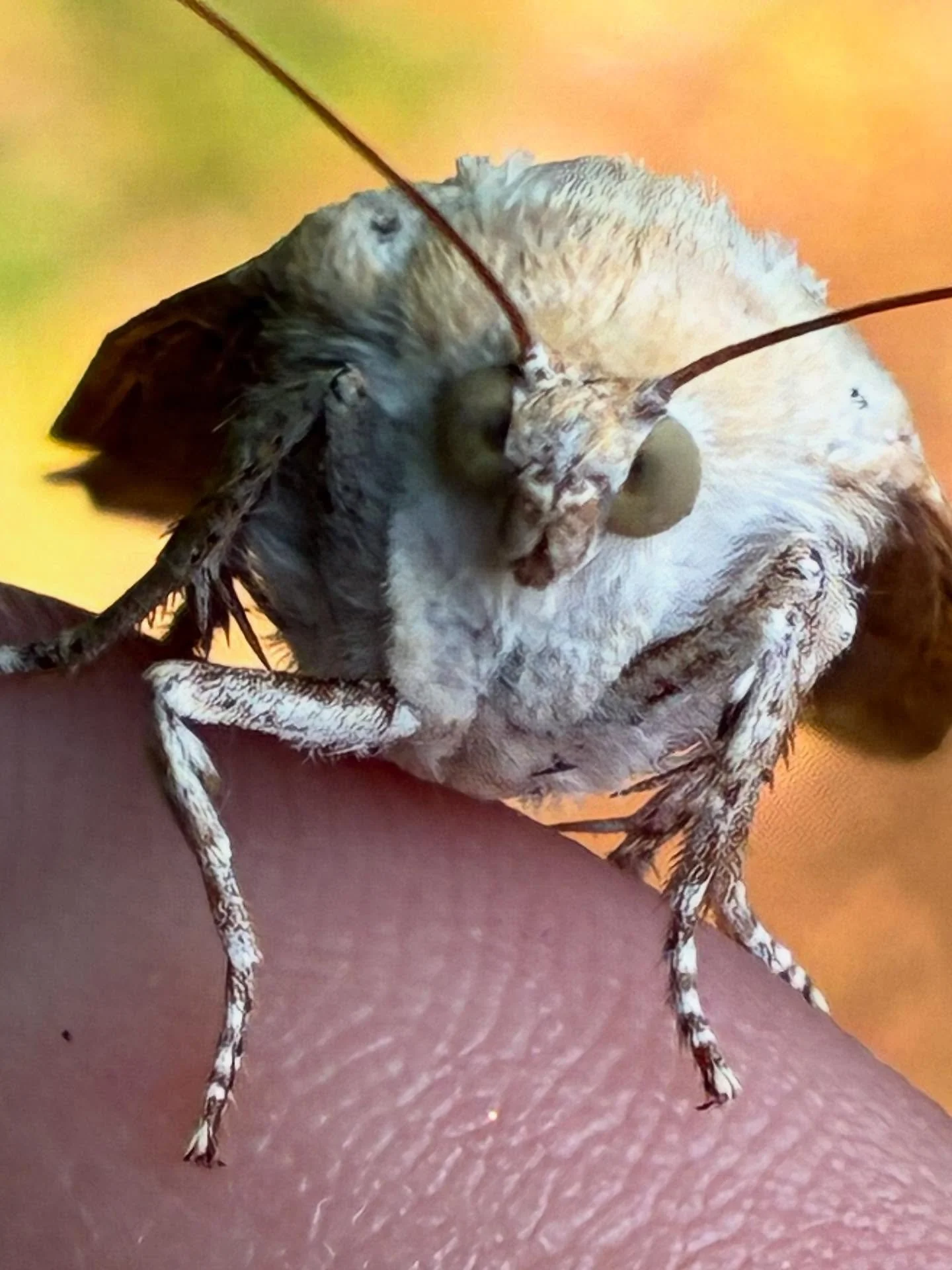 Woodland treasures of the past week - including a Yellow Underwing moth I rescued from a wasp (sorry wasp, but I&rsquo;m sure you found something else to eat).