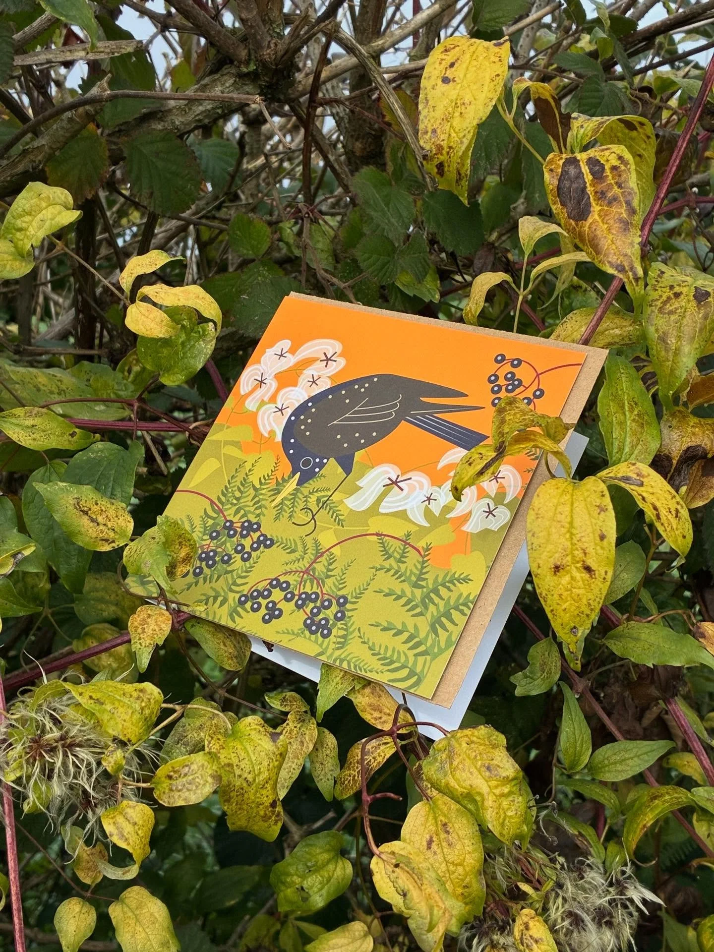 Card of the week - Starling and Old Man&rsquo;s Beard. An ode to our wildlife-friendly hedgerows.