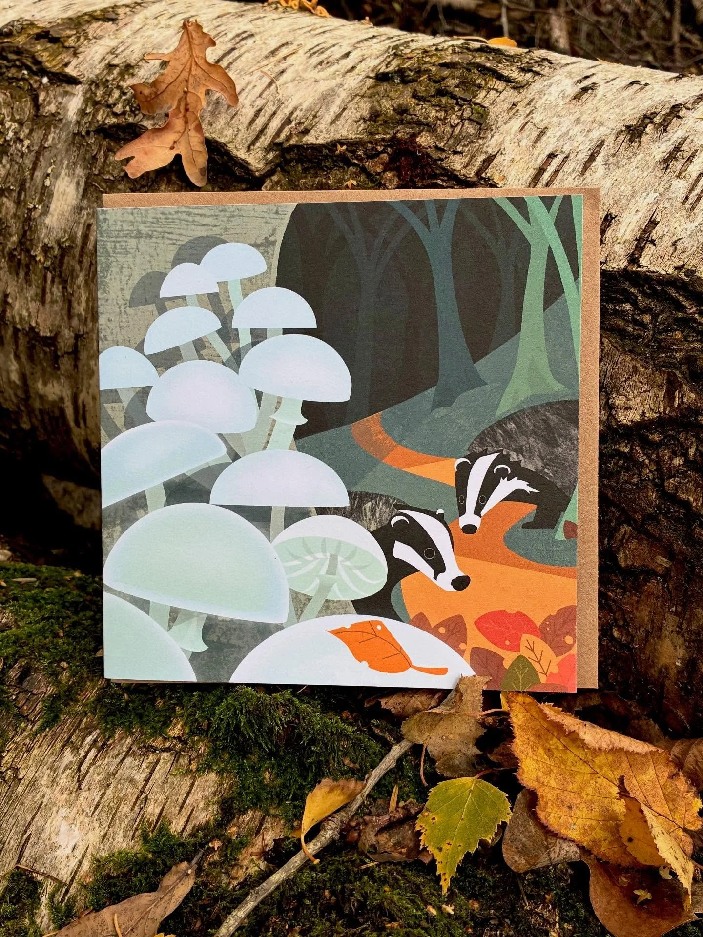 Badgers and porcelain fungi. Do you know why badgers have striped faces? When I went on a badger watch a few years ago, and a youngster emerged out of the darkness to snuffle the end of my boot, I thought it might be so that they can see each other i