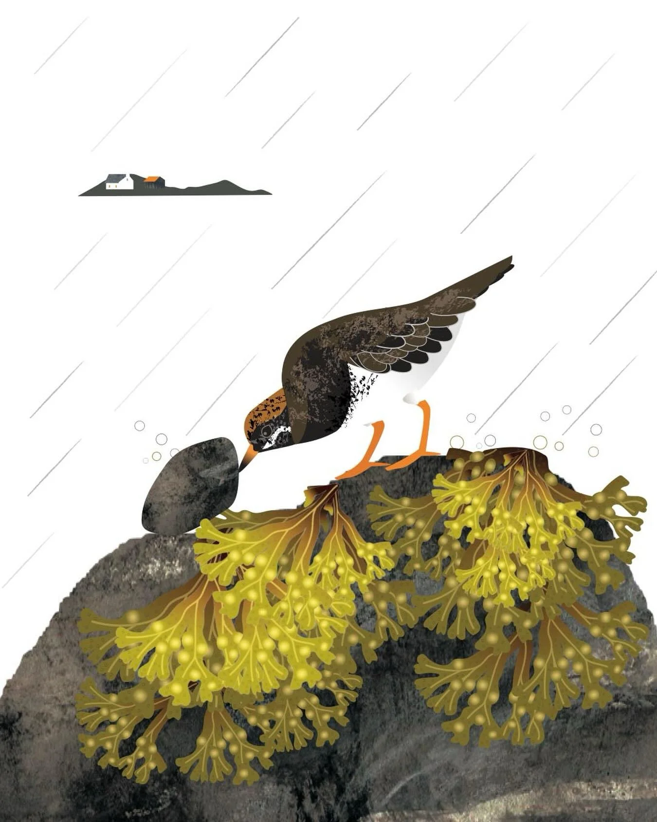 Turnstone living up to its name.