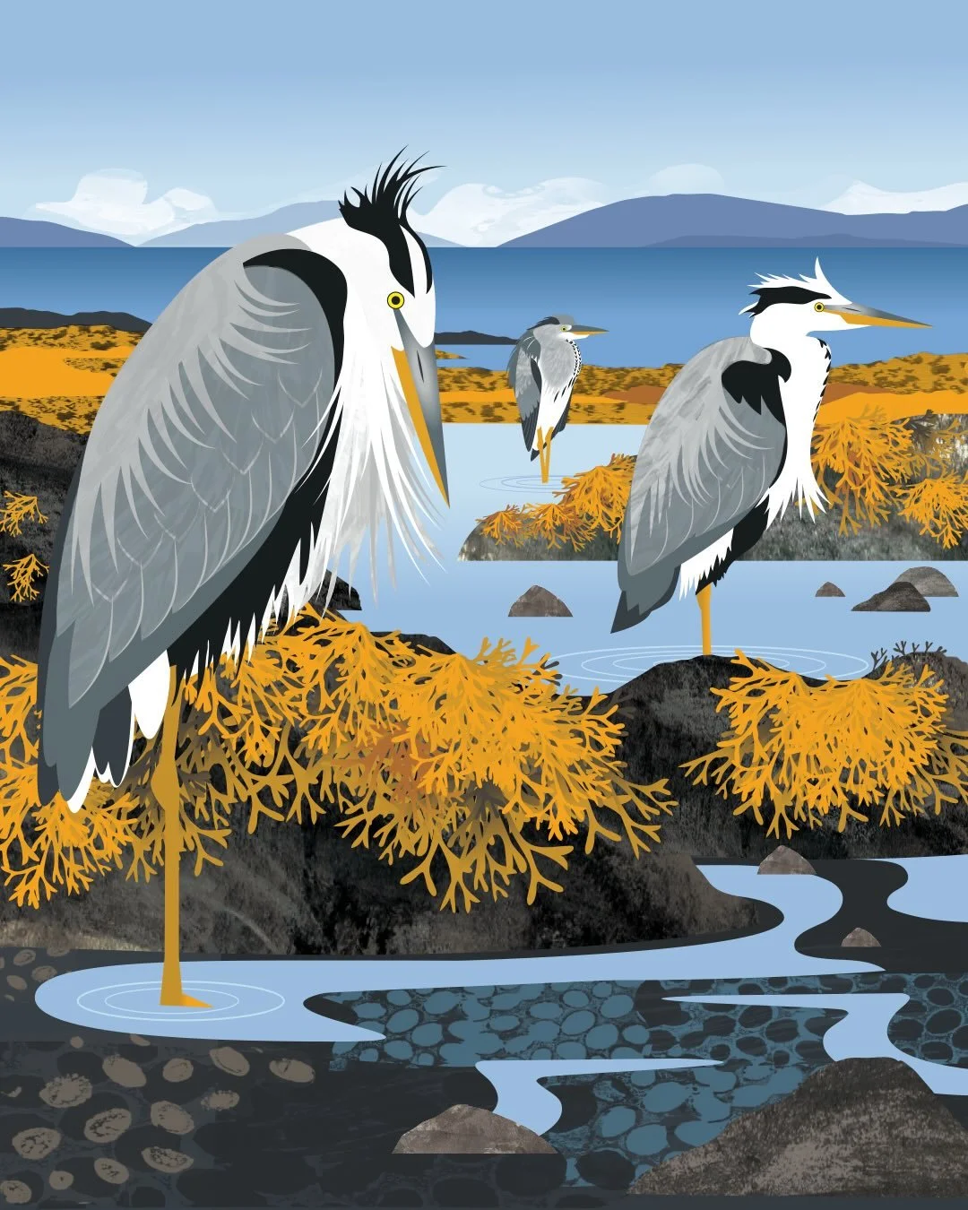 A station of herons, Isle of Skye. Looking forward to returning there this summer.