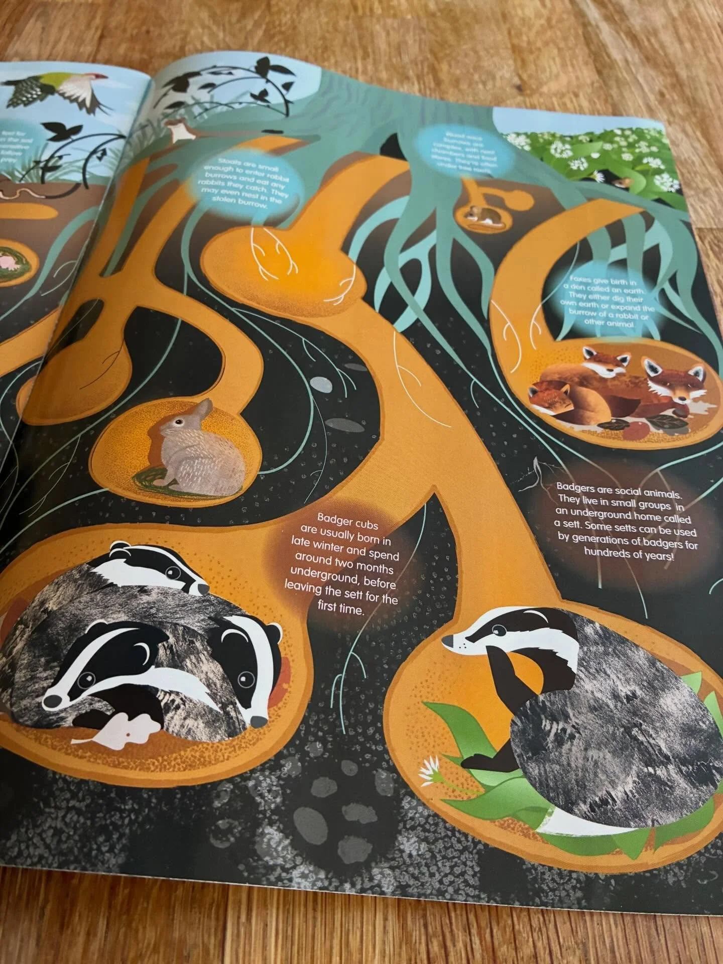 The Spring issue of Wildlife Watch has landed - the membership magazine of the UK&rsquo;s leading environmental action club for children and families. The special feature I&rsquo;ve illustrated is all about Burrowers.
.
This is the very magazine I re