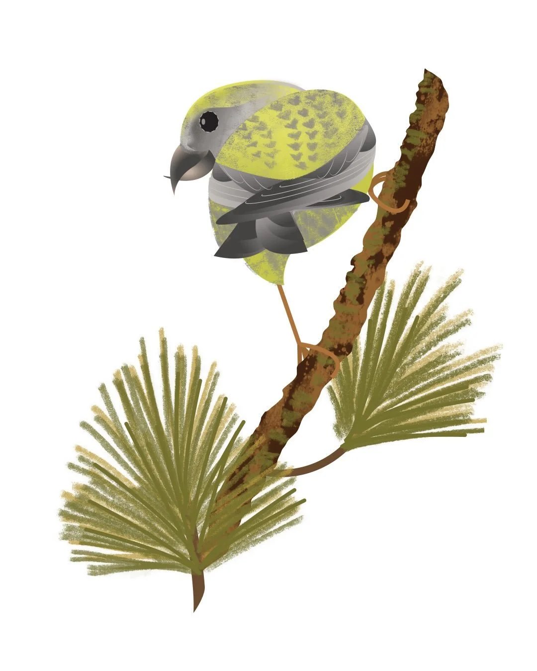 The crossbill has a beak like a can opener so that it can get to the nutritious seeds inside pinecones. This female was flitting across the tops of pines just as the sun was lighting up the heath in the New Forest, last weekend. Thanks to @jamescutti