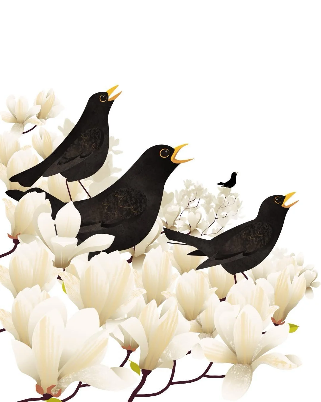 The Blackbird Hour. During March in the early morning and around 3pm you may hear multiple male blackbirds singing simultaneously to define their territory boundaries. They sing their loud, melodious song in direct competition with one another. 
. 
S