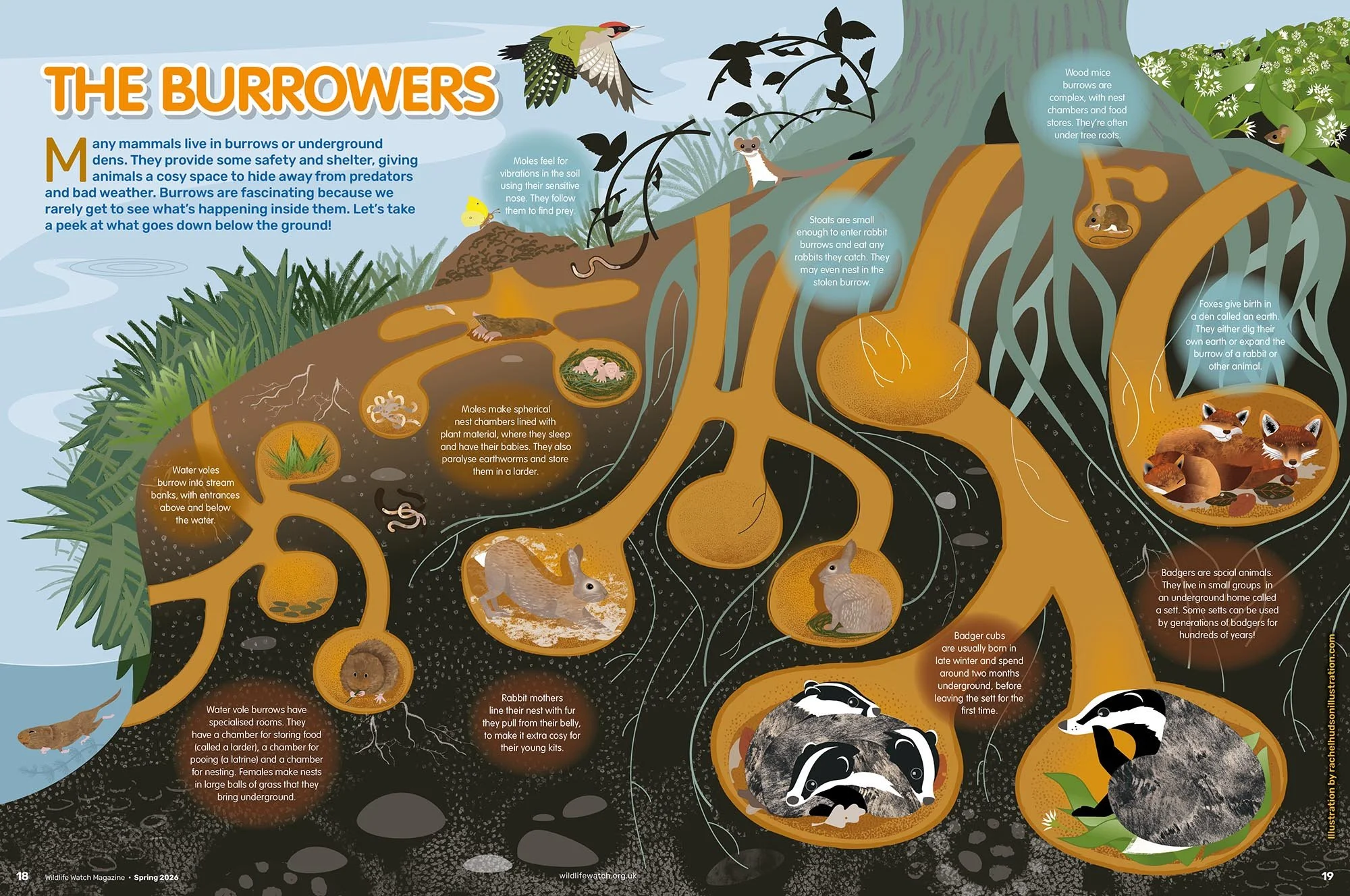 Rachel-Hudson-Illustration-wildlife-Watch-Magazine-The-Burrowers.jpg