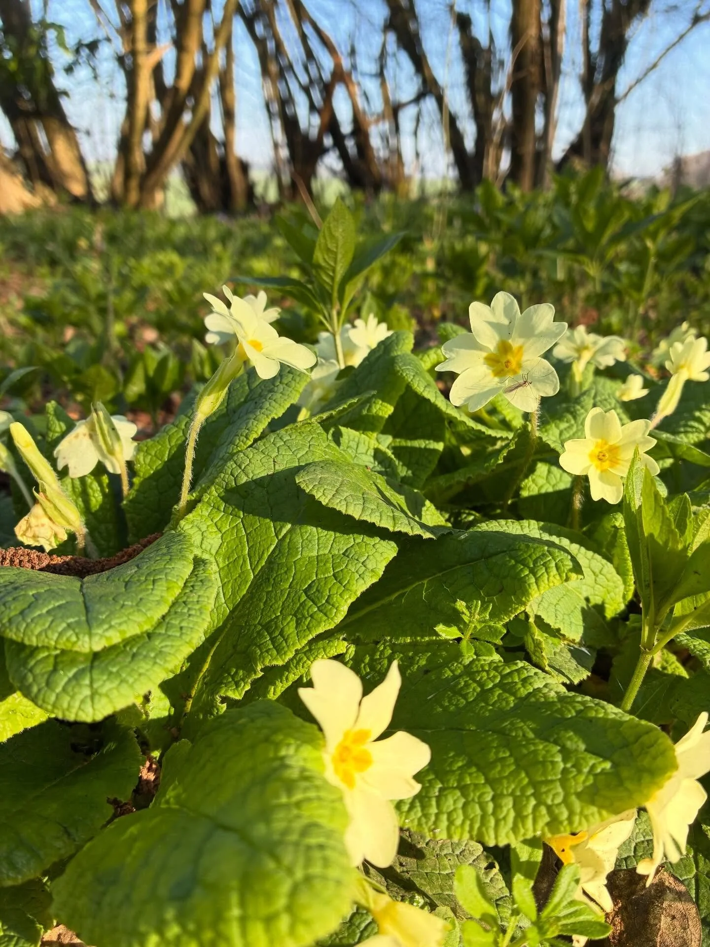 Spring bound. A few of the woodland wonders on my local patch. Happy weekend folks. ☀️
.
This is my favourite time of the year. I even named my canine pal, after the Primrose.