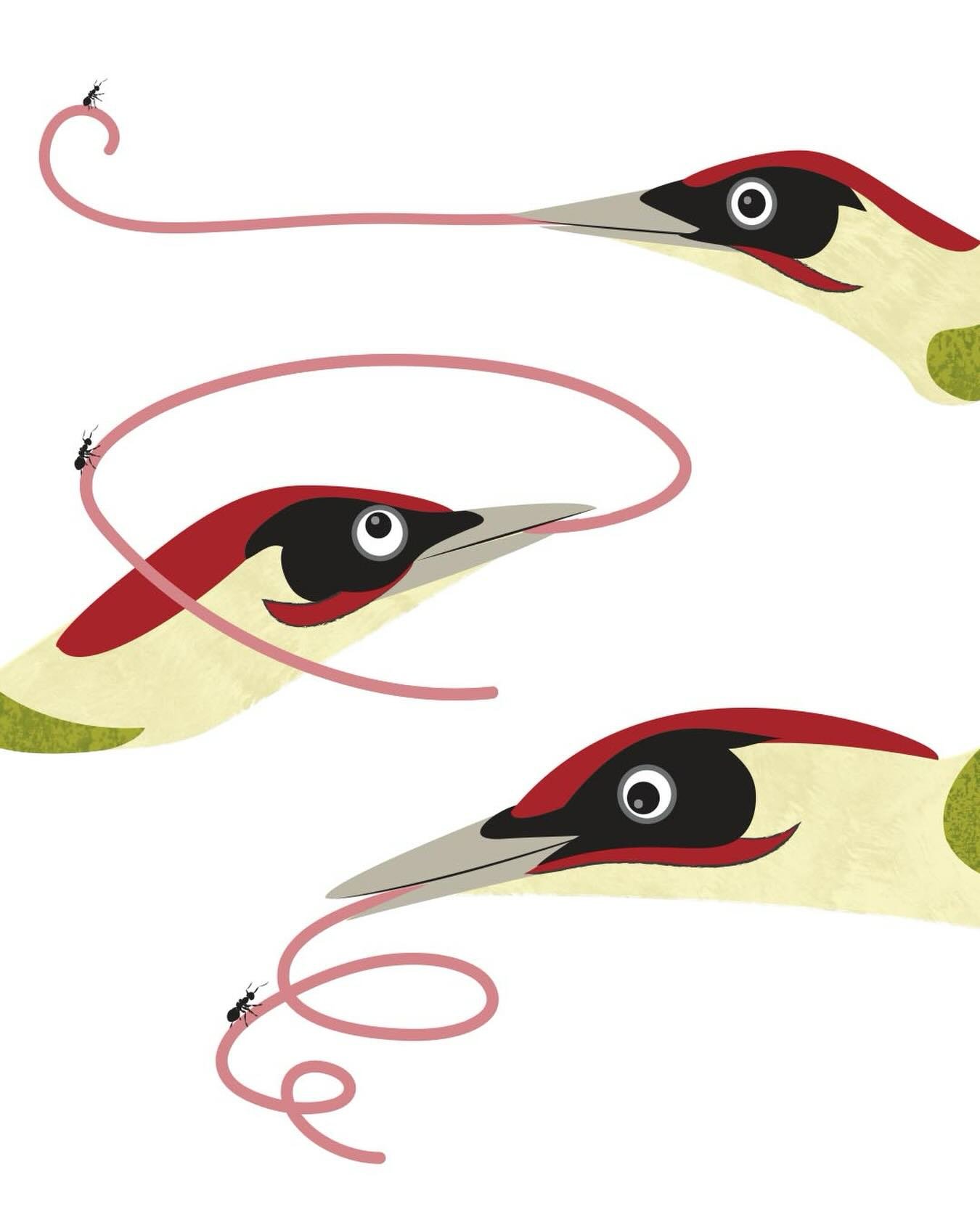 It&rsquo;s that time of year again, when I take part in Hampshire Ornithological Society&rsquo;s Members&rsquo; Day. It&rsquo;s this Saturday (28th) at St Swithun&rsquo;s in Winchester open from 9.30am. I&rsquo;ll be peddling my bird-themed wares in 