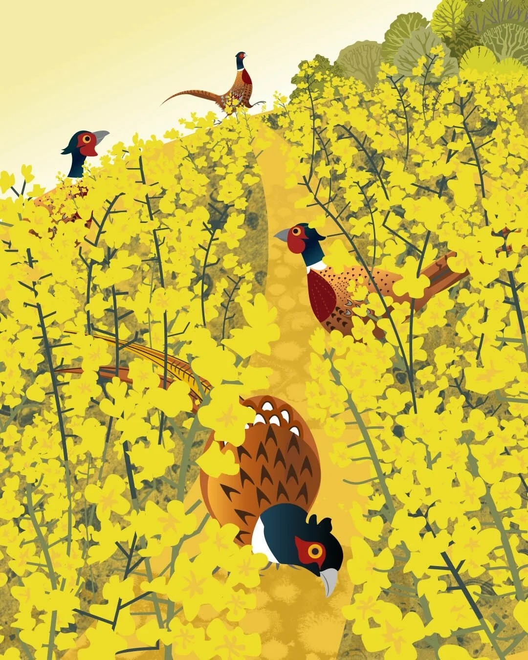 Happy Easter weekend folks! 
.
These springy pheasants are running the tracks between the fields of oil-seed-rape where I live. It&rsquo;s quite entertaining. They are very serious.