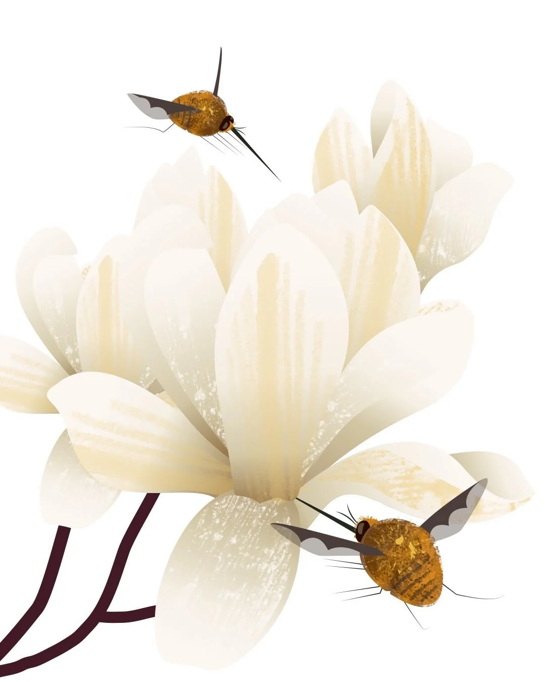 Bee flies and magnolia. (Dark bordered if you&rsquo;re interested 😁). I love spotting these little guys.