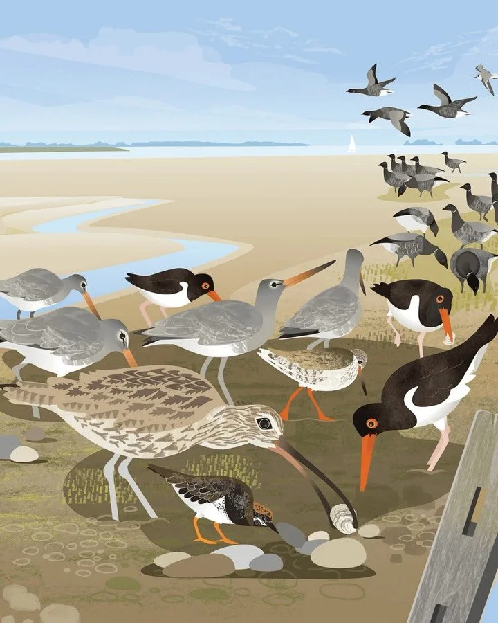 To mark World Curlew Day. This special long-billed bird regularly features in my illustrations, from interpretation panels to prints and greetings cards. I&rsquo;m delighted to say that a skein of curlew will also feature on the cover of the RSPB&rsq