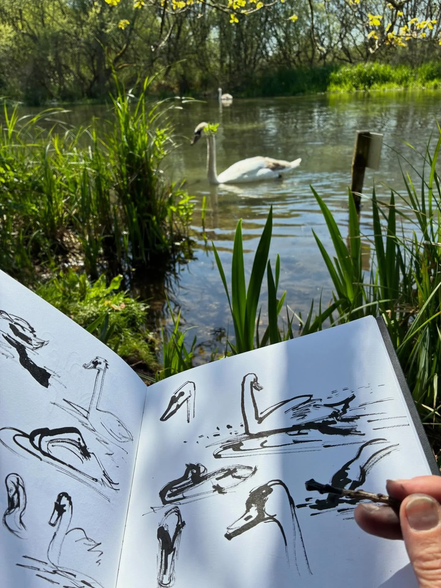 Sketching with sticks dipped in ink, along the River Itchen. It&rsquo;s my favourite chalkstream in Hampshire. April is the time for spotting water avens, minnows, the occasional brown trout and signets.