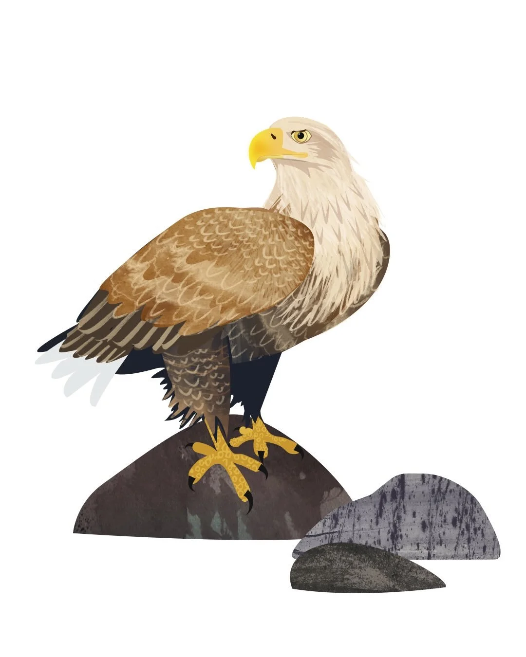 Gliding into the weekend with a white-tailed eagle. I first saw these magnificent birds on the Isle of Mull. I&rsquo;ve since seen them on Skye and a little closer to home - on the Isle of Wight. I&rsquo;m lucky enough to have met a few of the folk i