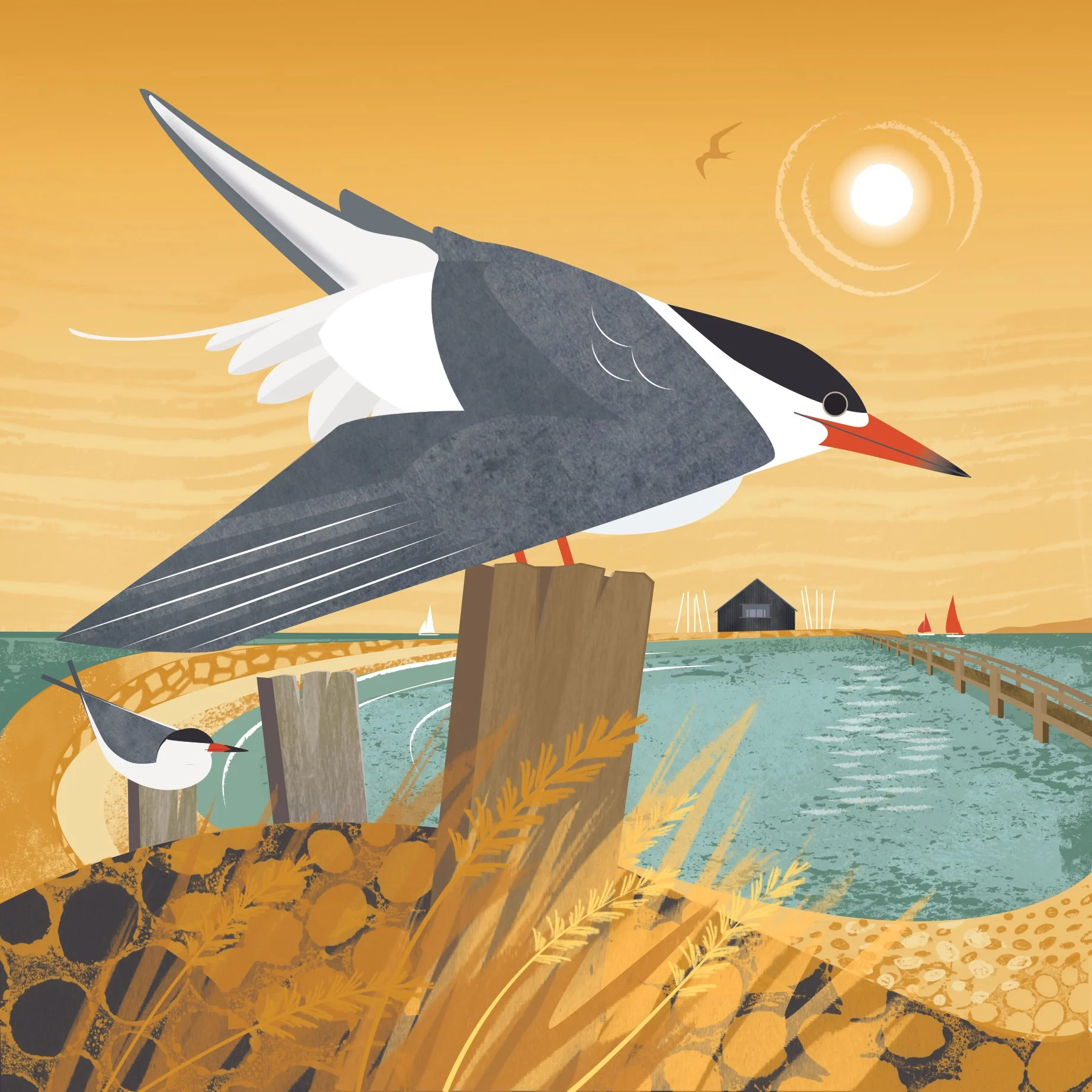 Common tern Newtown NNR yellow.jpg