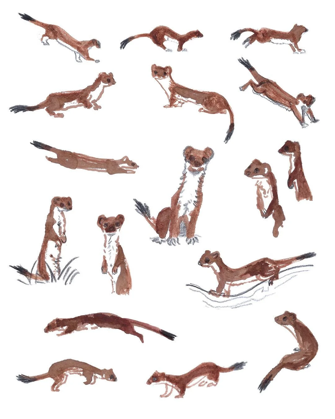 Parkour! This morning I bumped into the three stoats again. This time they slinked across the woodland path one by one, bouncing onto fallen branches and rebounding off tree trunks. I had to try to get some shapes down - using a trusty stick dipped i
