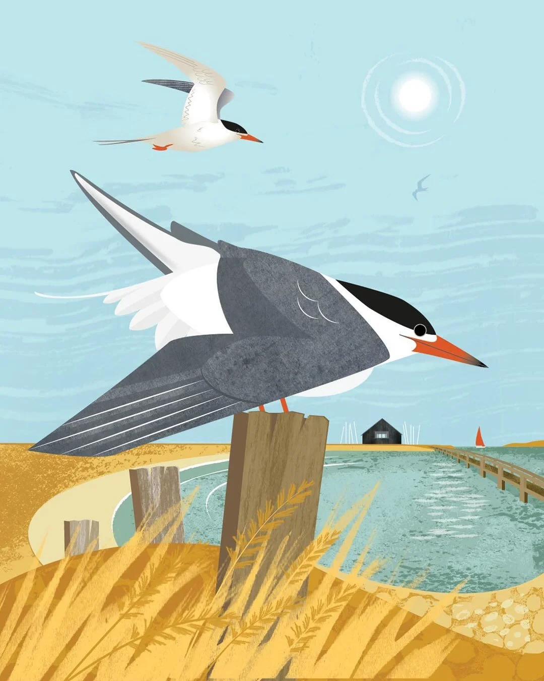 Common terns, mid-summer. This week, as part of Alton Arts Festival, I listened to @richardwaltersofficial perform his Songs from the Solent - an artist residency with @bluemarinefoundation. With a backdrop by @angelaharding11, Richard took us to the
