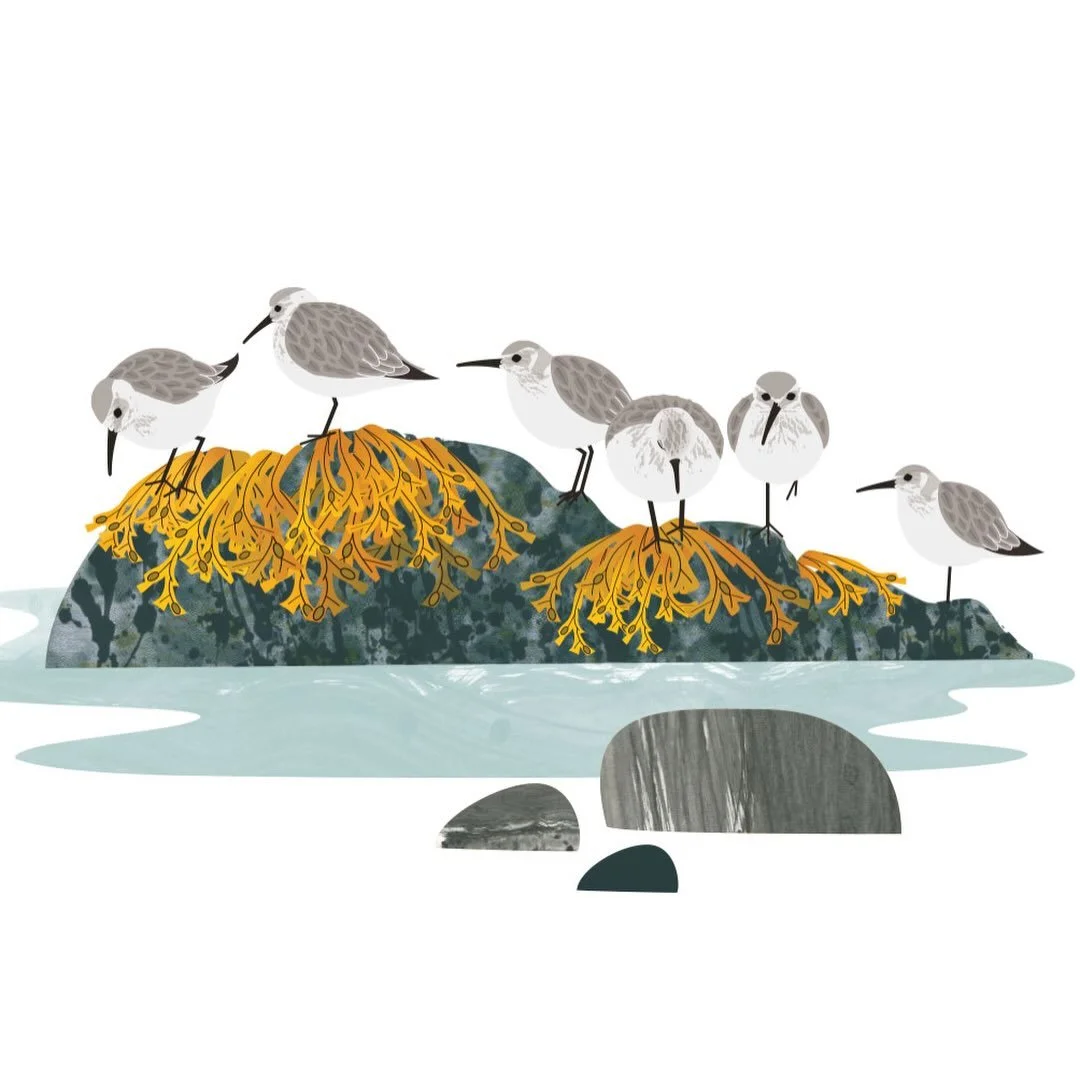 Dunlin - little clockwork sand and rock dwellers. It&rsquo;s mostly oystercatchers, cormorant, terns, gulls and the occasional heron I&rsquo;ve seen. Though this morning, at sunrise, the melancholy burble of a curlew drifted to our bedroom. (Keeping 