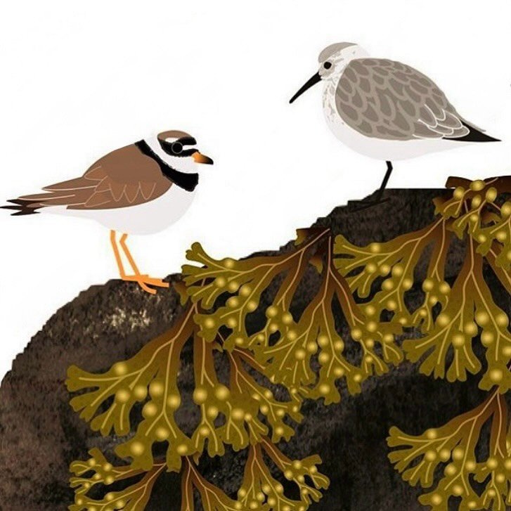Today I watched a common ringed plover gleaning among the seaweed on Kilmory beach, while plaice, the size of desert spoons, shot out from under my feet before shimmying back under the sand. I&rsquo;m enjoying kayaking every morning, so good for my s