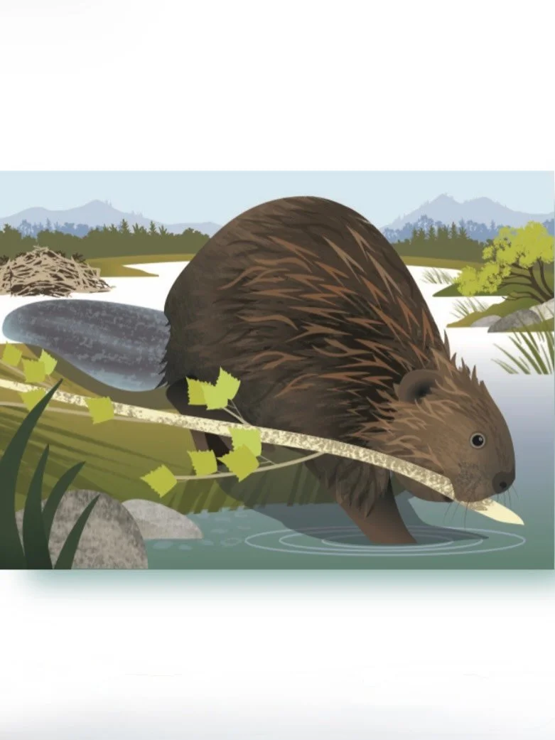 This week I joined the lovely folk @argyll_wildlife to learn about Eurasian beavers at the site of the first reintroductions in the UK. We visited an old feeding station and a dam, and with binoculars poised, followed the activities of busy beaver ad