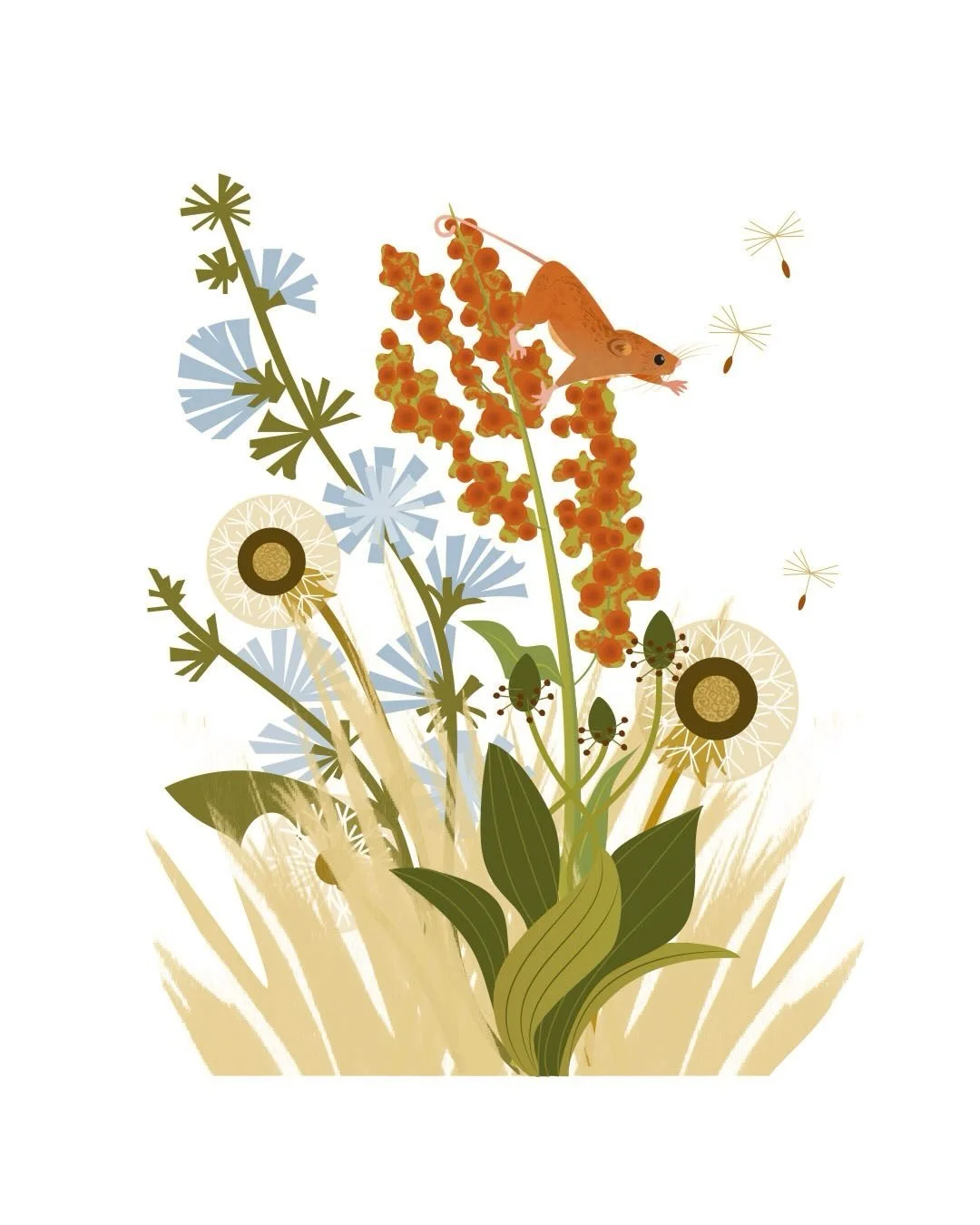 Lean in close for the delicate beauty of wild weeds and their ripening seeds&hellip; From wayside dandelions to chicory and sheep&rsquo;s sorrel - a feast for the Micromys minutus - the harvest mouse. Spent an hour in the field margins this morning w