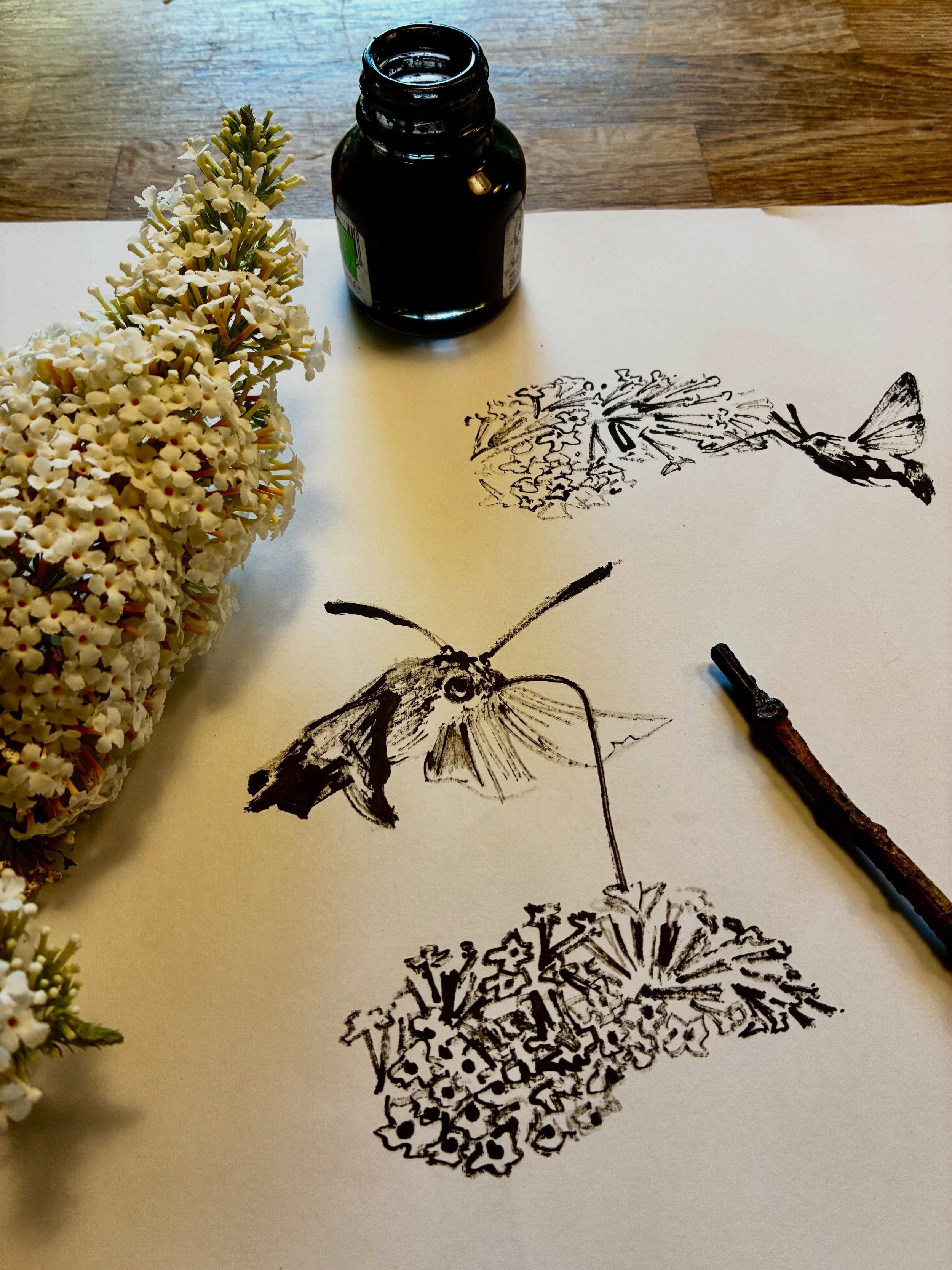 Currently sketching a couple of hummingbird hawk moths getting drunk on our buddliea bush (well it is the weekend). It doesn&rsquo;t seem to affect their ability to pinpoint each tiny flower with their proboscis though!
.
Drawn with calligraphic ink 
