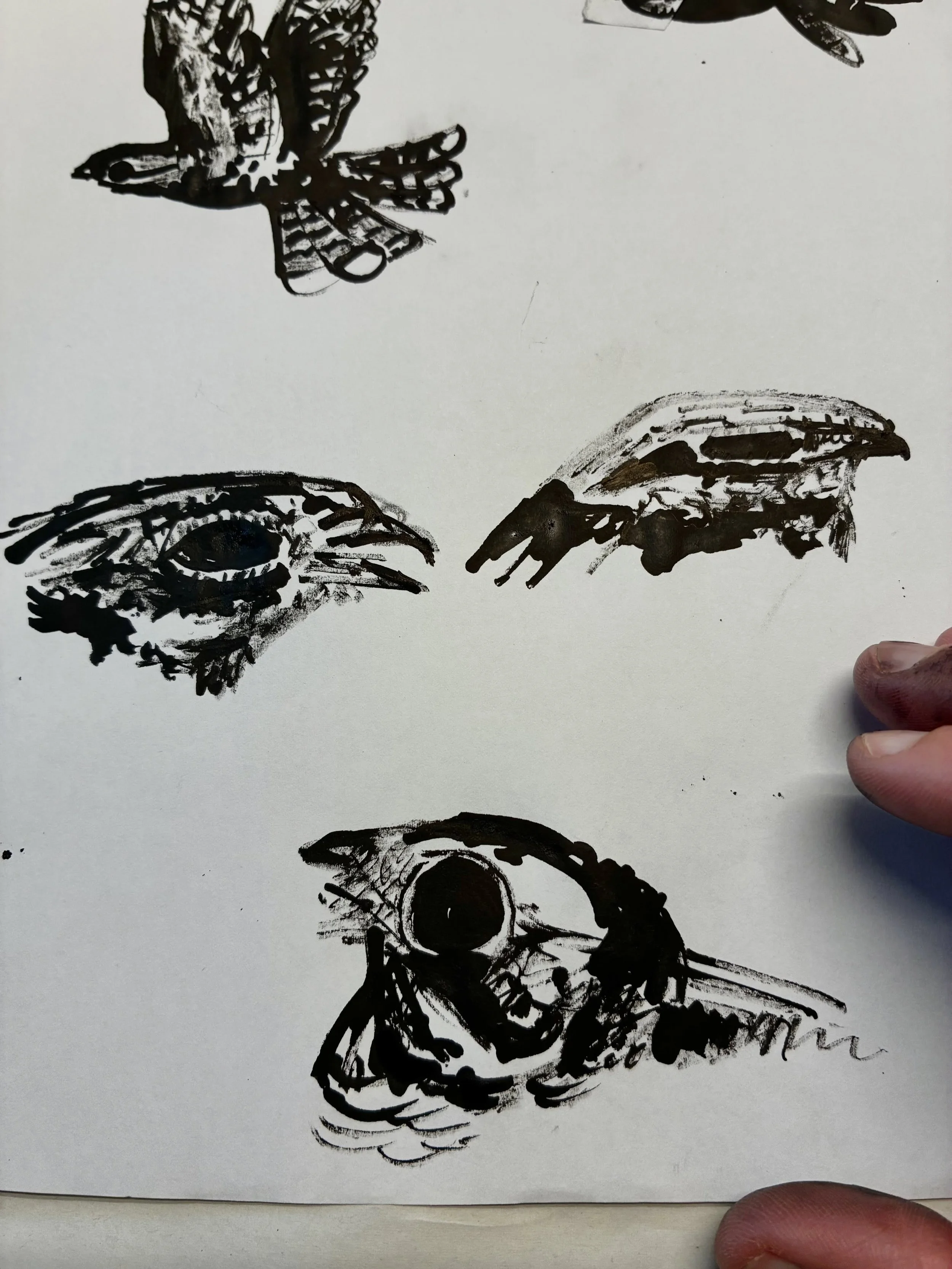 Nightjar sketches - ink and stick. (Preparatory work for a publishing project with the RSPB.) This time last year, I was exploring Dunwich Heath in Suffolk - a rare coastal lowland heath habitat, home to the nightjar and many other species. Just a fe