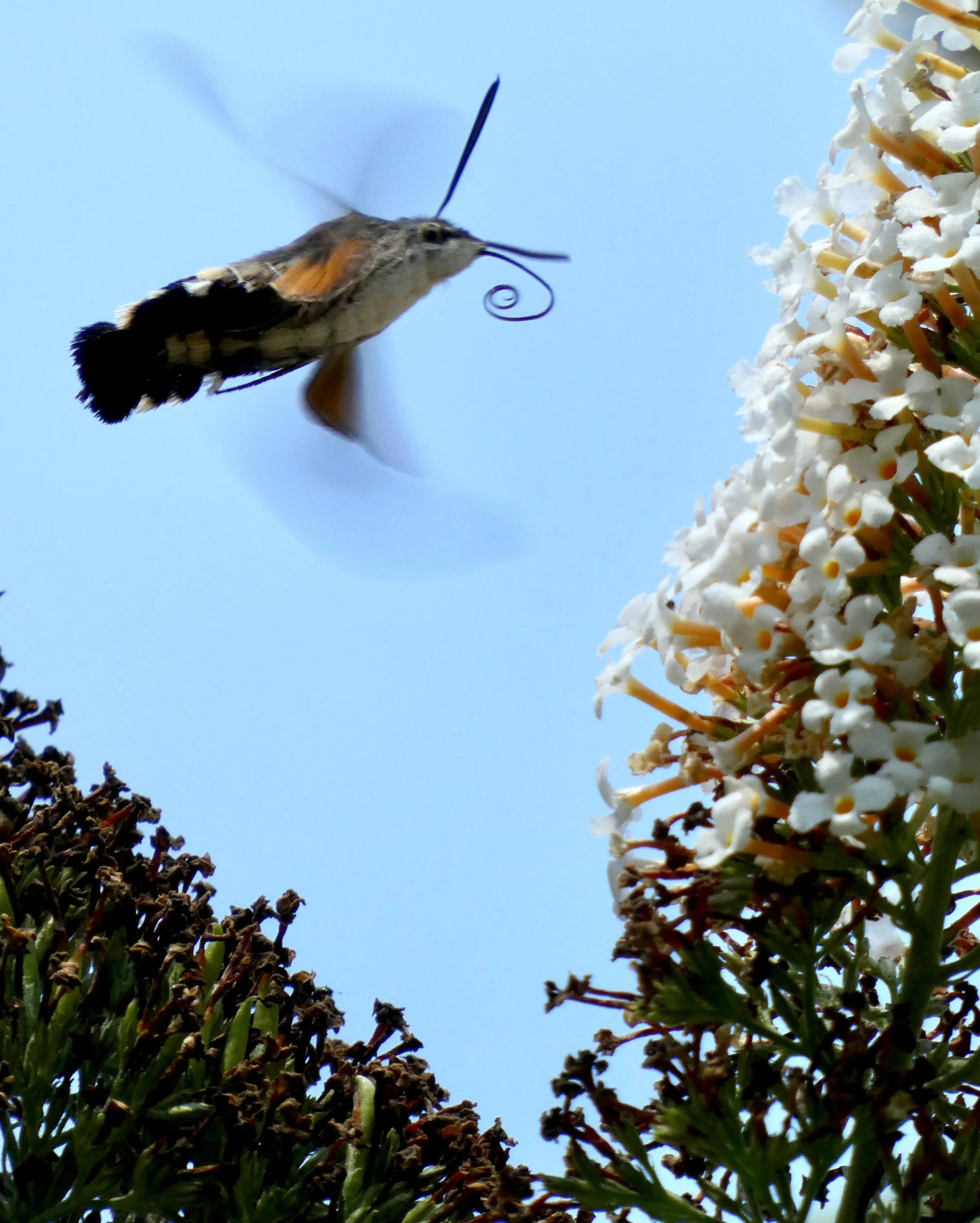 Hummingbird hawk moths on our buddliea bush today. So often it&rsquo;s about counting the terrible losses in our nature deleted nation. Something I&rsquo;m all too aware of as a conservation illustrator. However, flicking through my trusty Field Guid