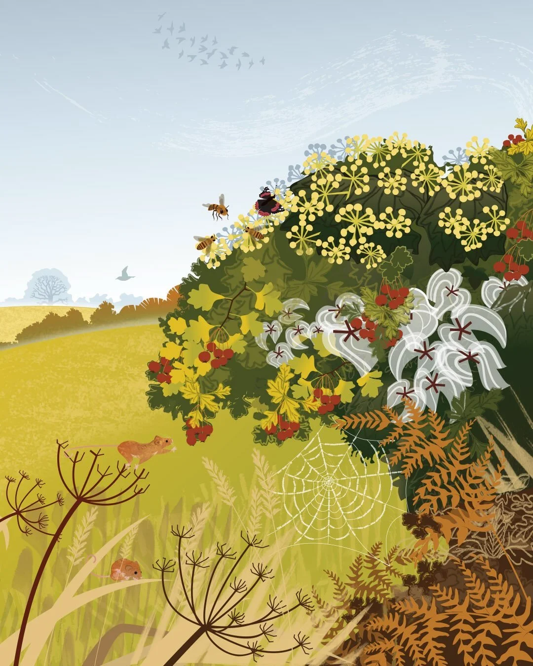 Fruiting hedgerow amidst dry and crispy countryside. Stay cool folks. 
.
I&rsquo;ve been practicing the art of stalking and observing small rodents going about their business - that is until my walking boots developed an annoying squeak!
