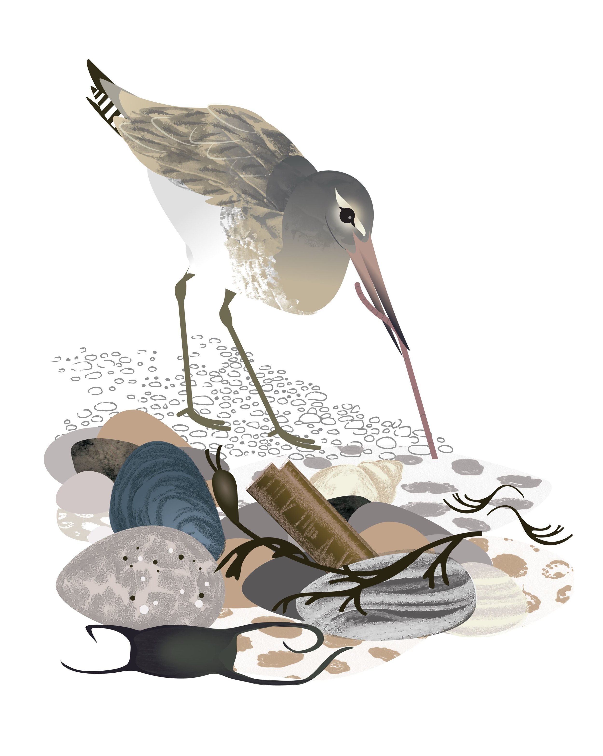A handsome bar-tailed godwit leaning into the weekend. It&rsquo;s one of the winter waders I&rsquo;ve been working on this week for an up coming editorial feature in Wildlife Watch magazine about &lsquo;The Beach Buffet&rsquo;.
.
Also, just signed of