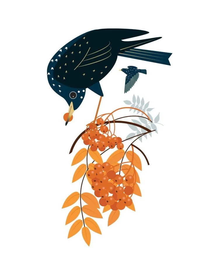 My Suffolk Starlings are here! Hand painted wooden bird decorations in sets of three - wings up, down and out. Perfect for making your home that bit more birdy and adding a little sparkle in time for Christmas. Lots of you expressed interest in these