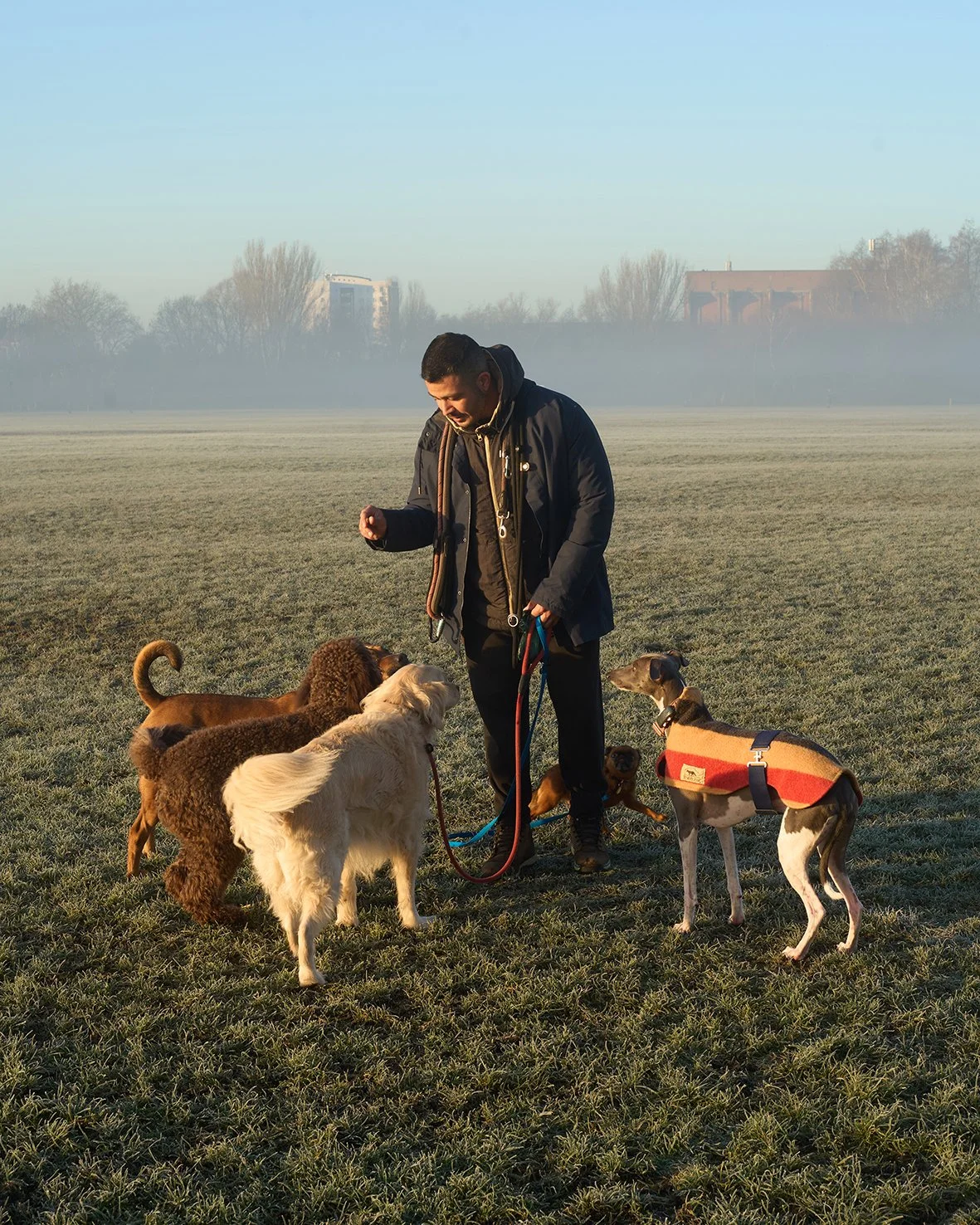 A man standing in a foggy field with four dogs, holding their leashes and engaging with them.
