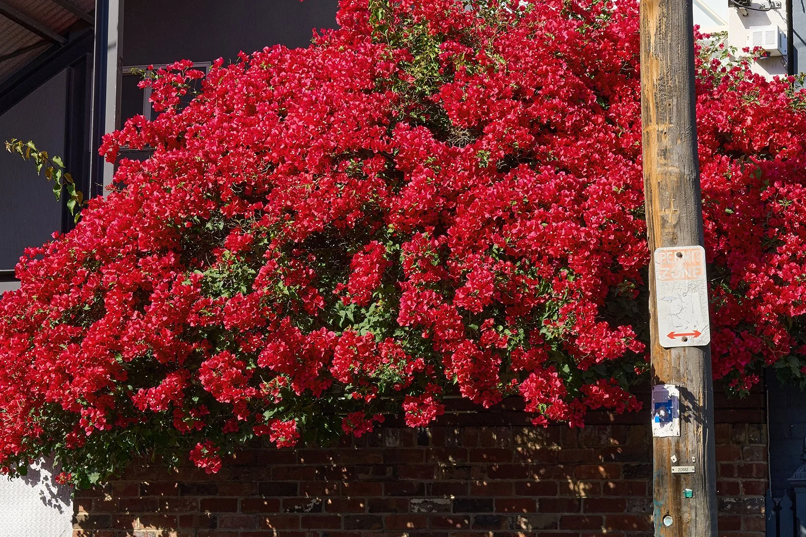 Bright pink bougainvillea flowering plant growing along a brick wall, with a wooden utility pole and a no parking sign in front of it.