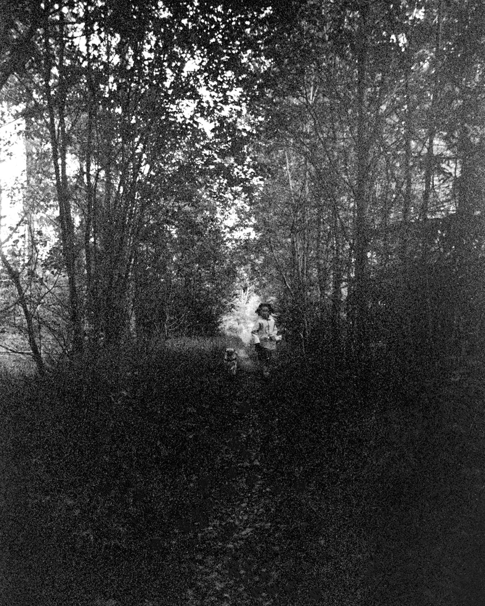 A person walking a dog along a wooded trail, surrounded by tall trees, black and white photograph.