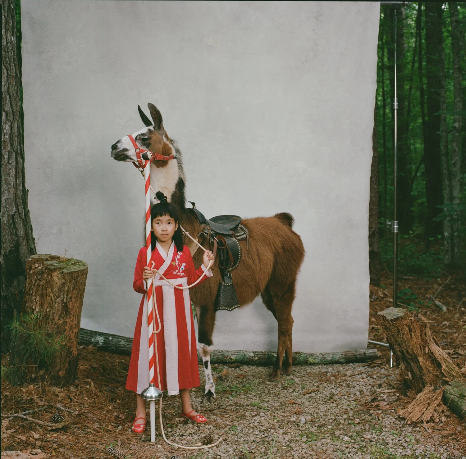 A young girl in a red and white traditional dress standing in a forest, holding a large candy cane who is standing beside a brown horse equipped with saddlebags, with a white background behind them and trees on either side.
